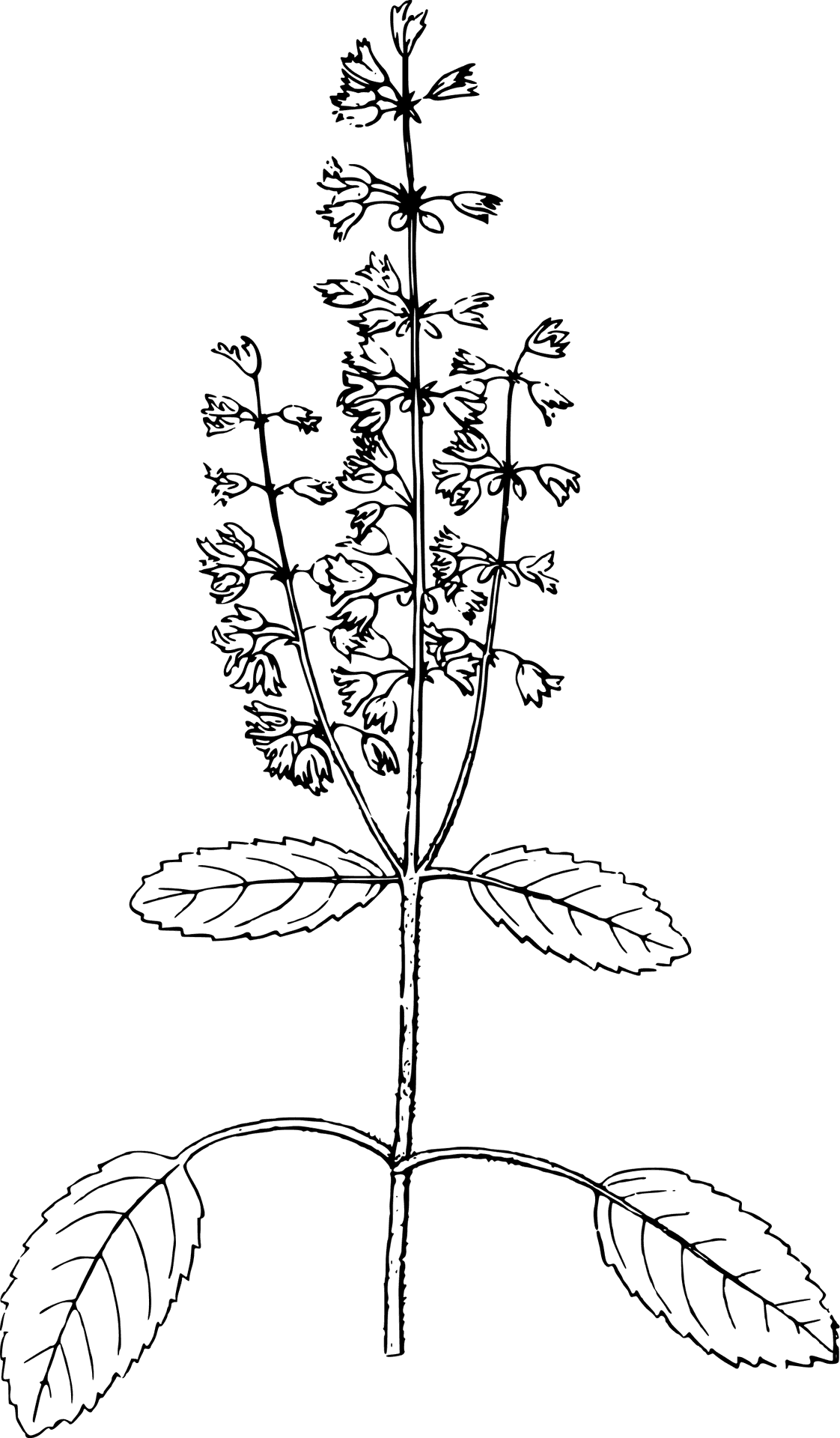 Basil Plant Illustration PNG Image