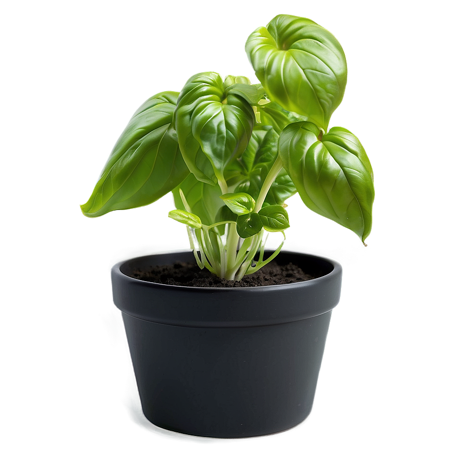 Basil Plant Pot Png 06122024 PNG Image