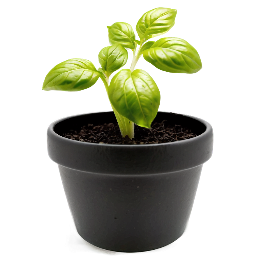 Basil Plant Pot Png Ckv44 PNG Image