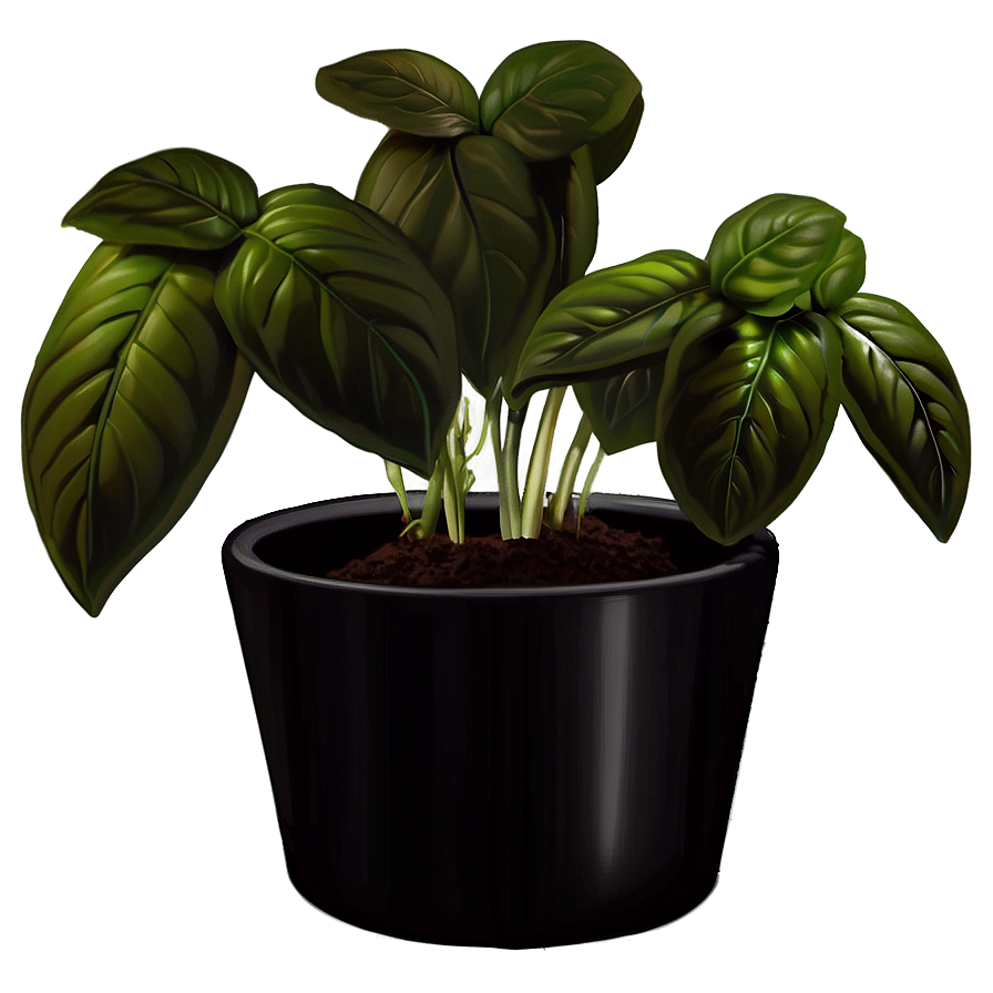 Basil Plant Pot Png Syh20 PNG Image