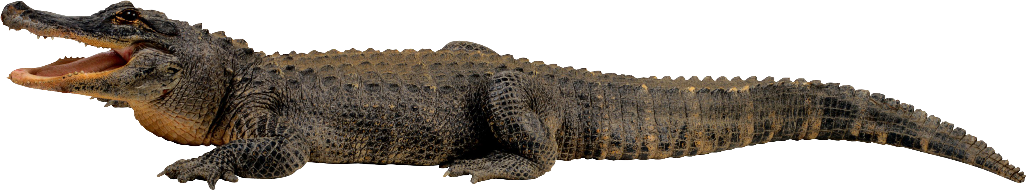 Basking Crocodile Transparent Background PNG Image