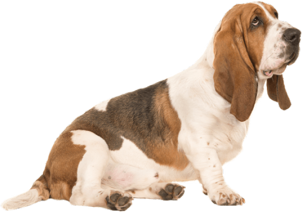 Basset Hound Sitting Pose PNG Image