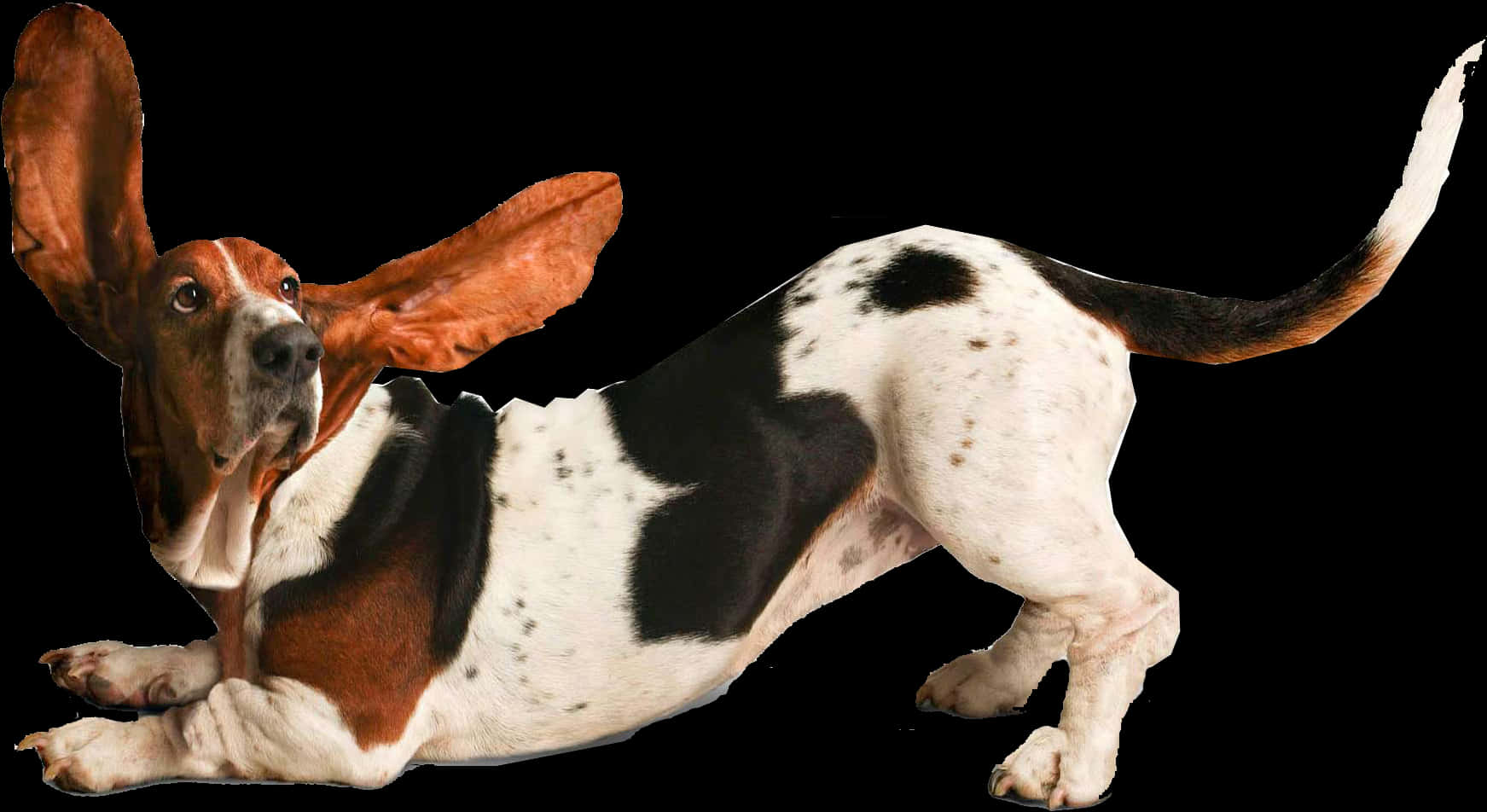 Basset Hound With Floppy Ears PNG Image