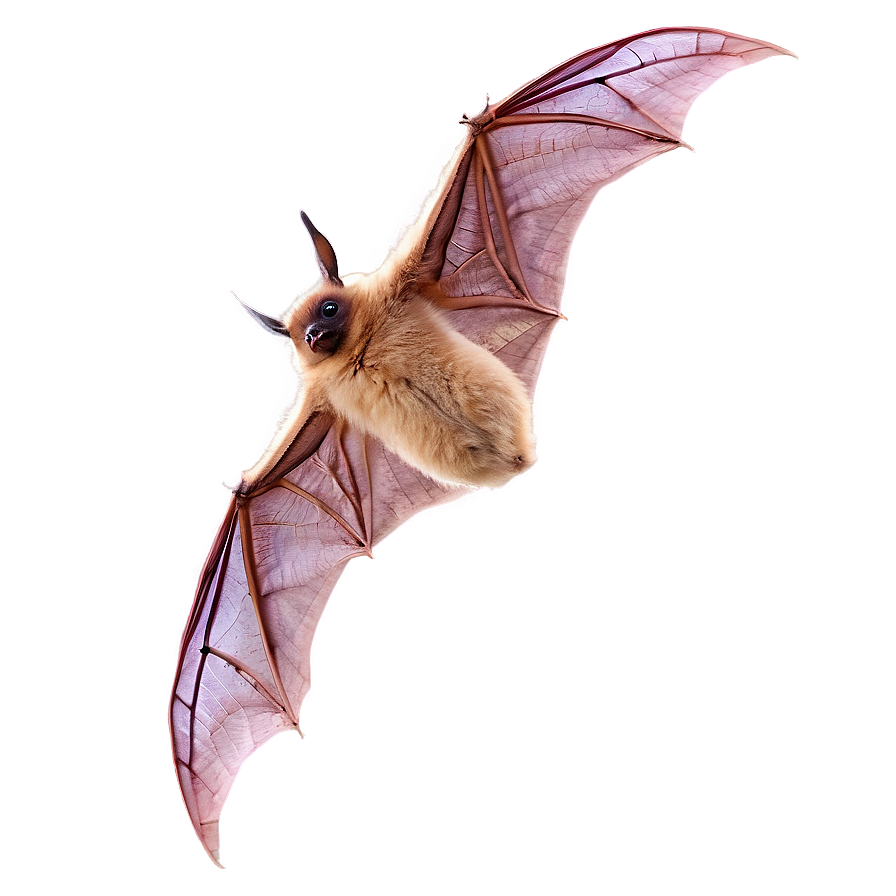 Bat Wing Spread Png Wsu PNG Image