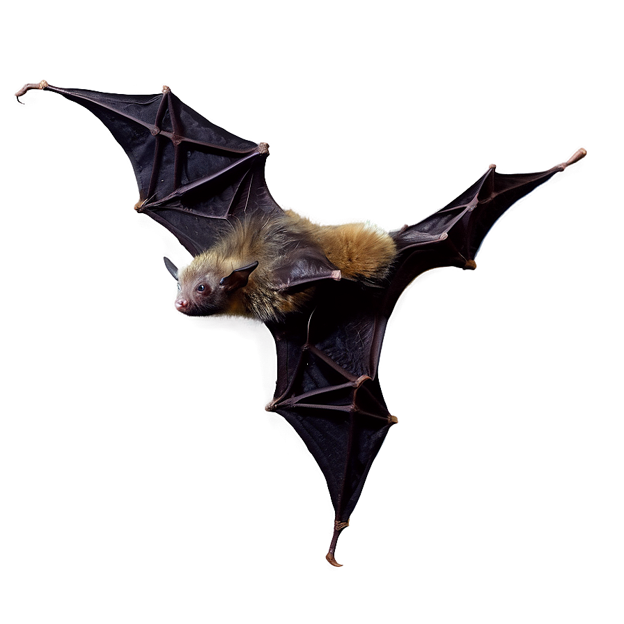 Bats Night Flight Png 05232024 PNG Image