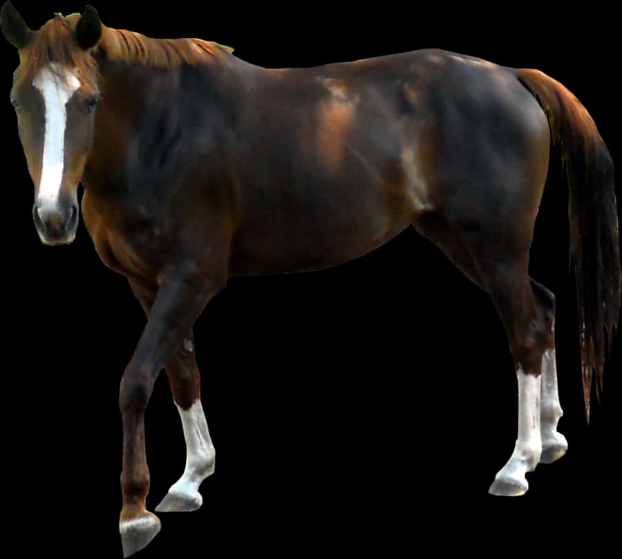 Bay Horse Isolatedon Black Background PNG Image