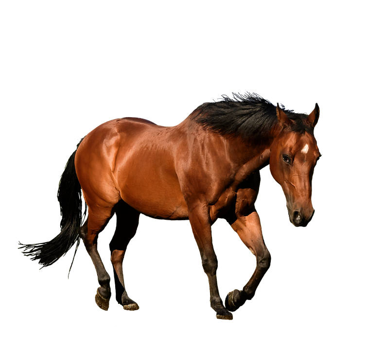 Bay Horsein Motion PNG Image