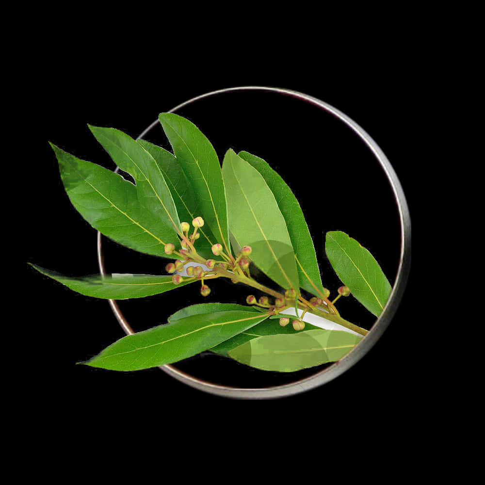 Bayleaf Branch Magnified Black Background PNG Image