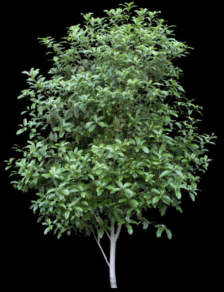 Bayleaf Tree Isolatedon Black Background PNG Image