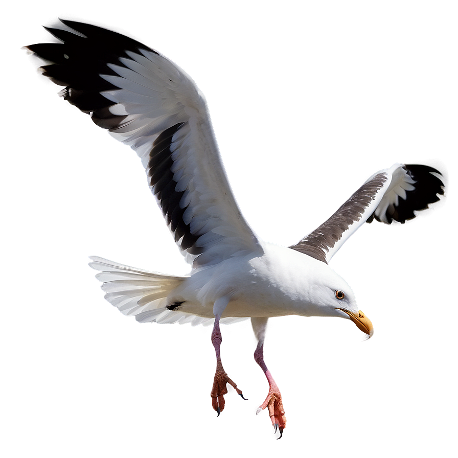 Beach Seagulls Fly Png Ahw82 PNG Image