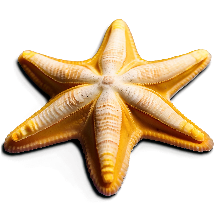 Beach Starfish Sands Png 06132024 PNG Image