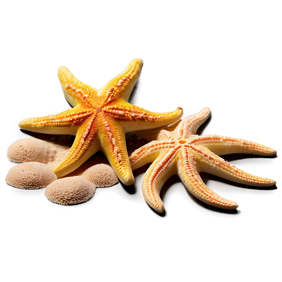 Beach Starfish Sands Png 06132024 PNG Image