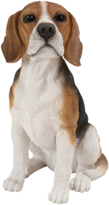 Beagle Dog Sitting Transparent Background PNG Image