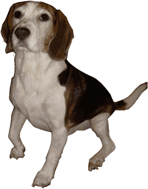 Beagle Dog Standing Illustration PNG Image