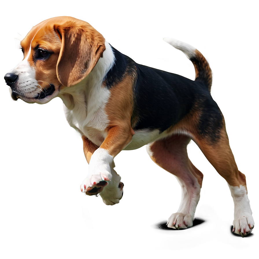 Beagle Png Bcy PNG Image