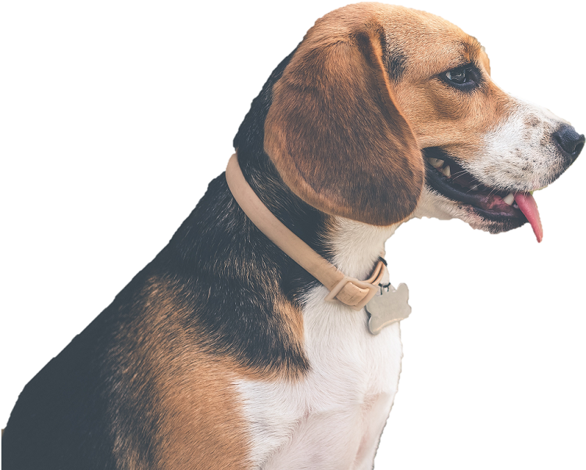 Beagle Profile Portrait PNG Image