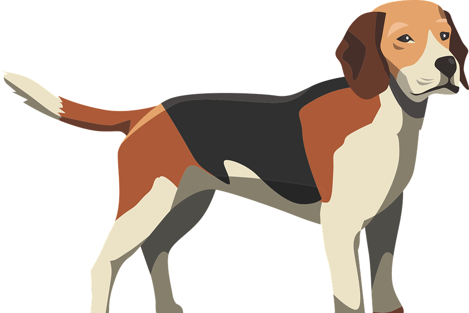 Beagle Standing Side View PNG Image