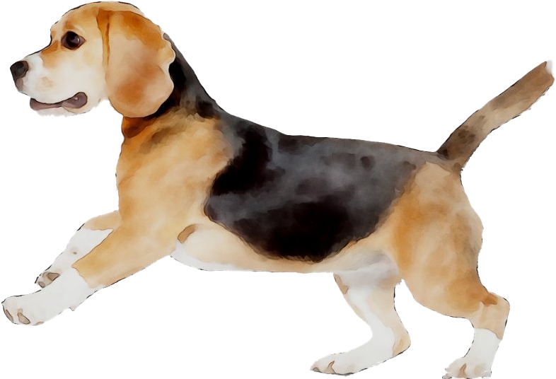 Beagle Watercolor Artwork PNG Image