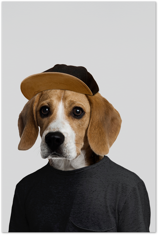 Beaglein Capand Sweater PNG Image