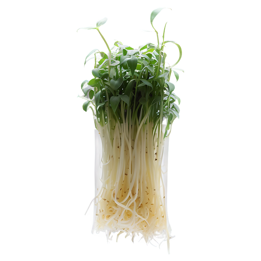 Bean Sprout Png Bia PNG Image