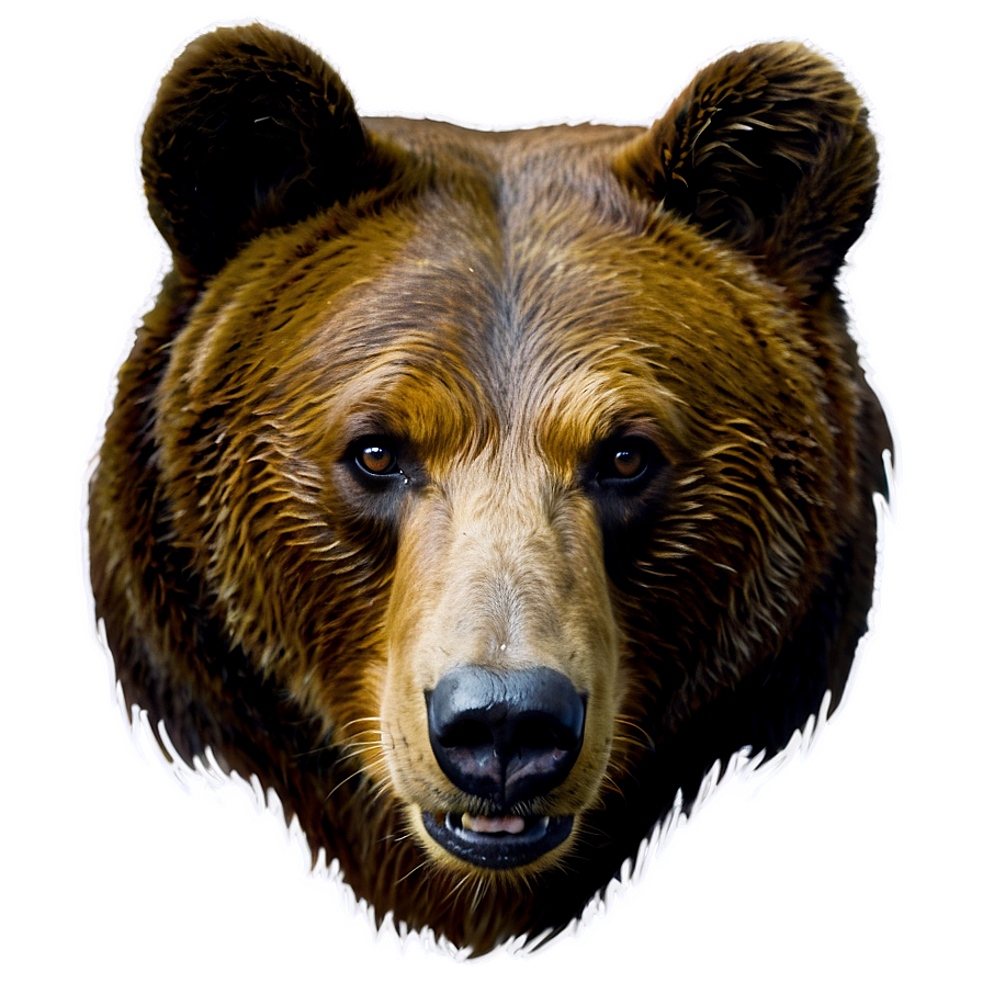 Bear Face In Forest Png Kdo PNG Image