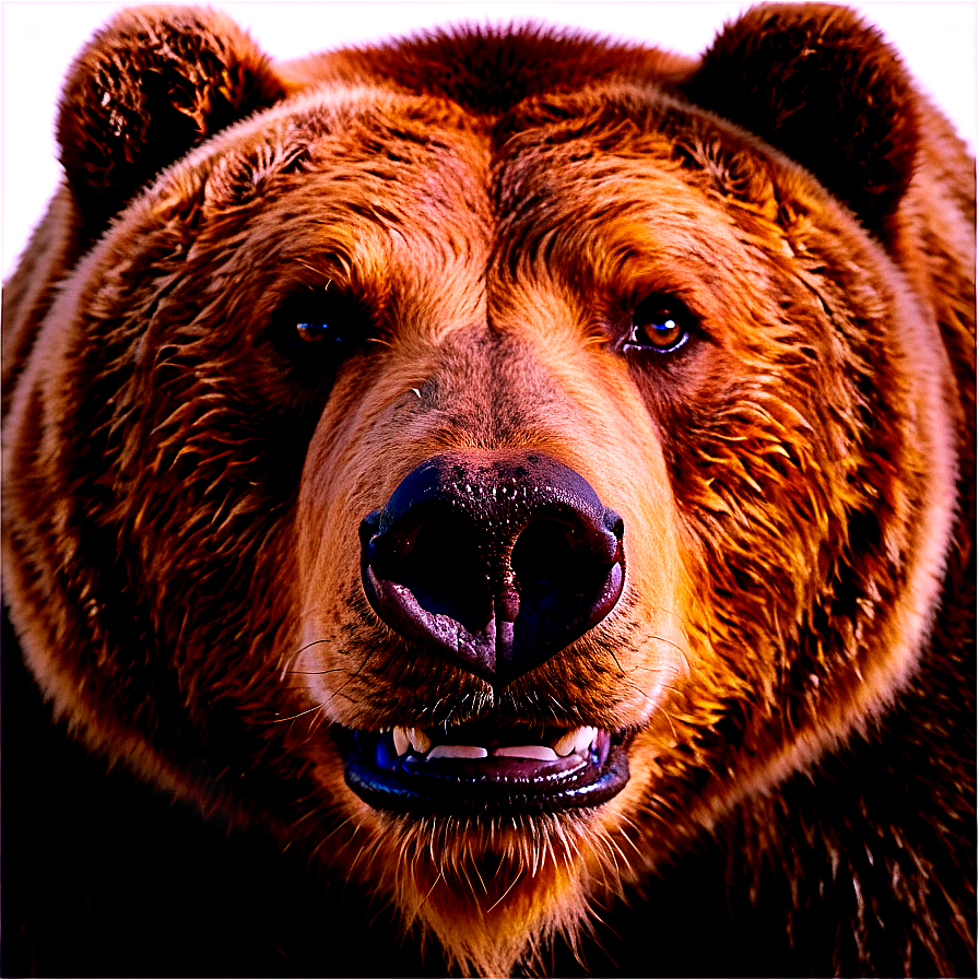 Bear Face On White Background Png Fer31 PNG Image