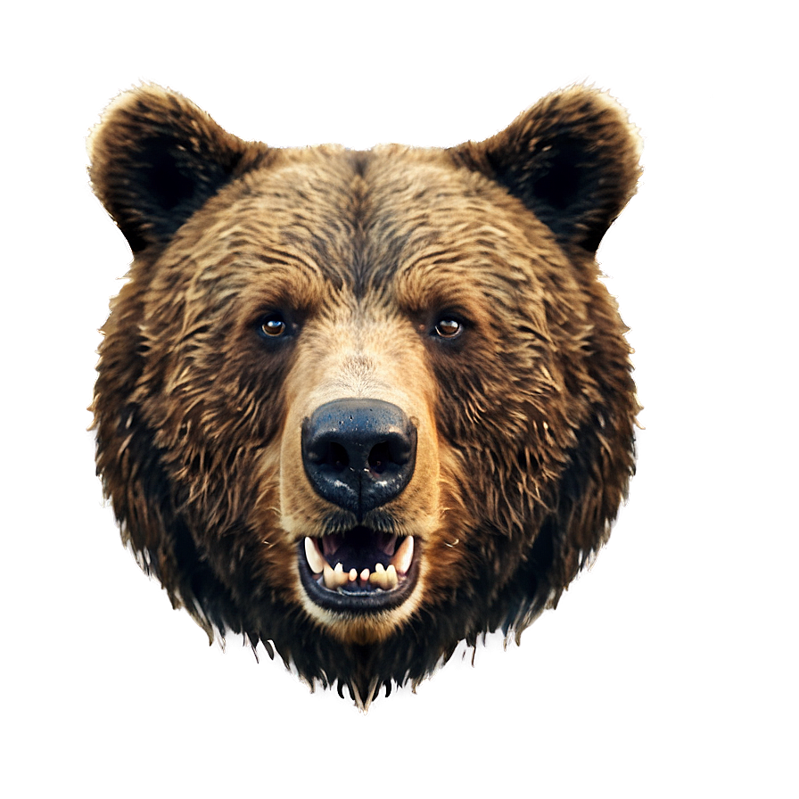 Bear Head C PNG Image