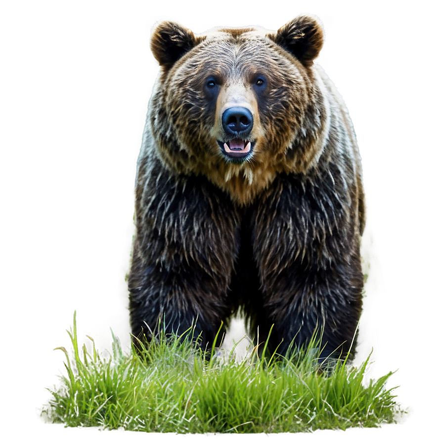 Bear Head In Forest Png 37 PNG Image