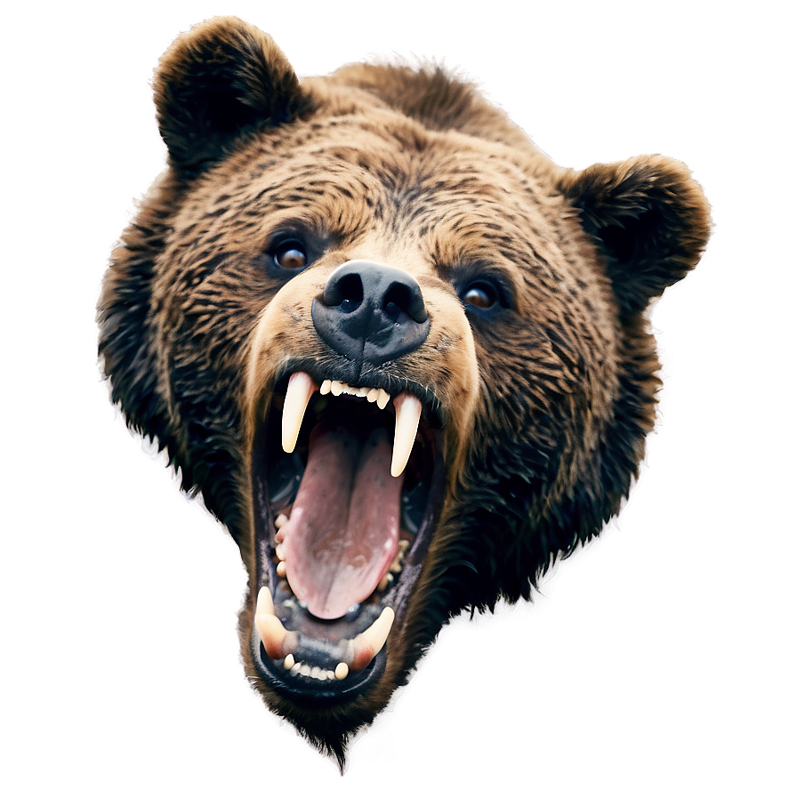 Bear Head Roar Png 06292024 PNG Image