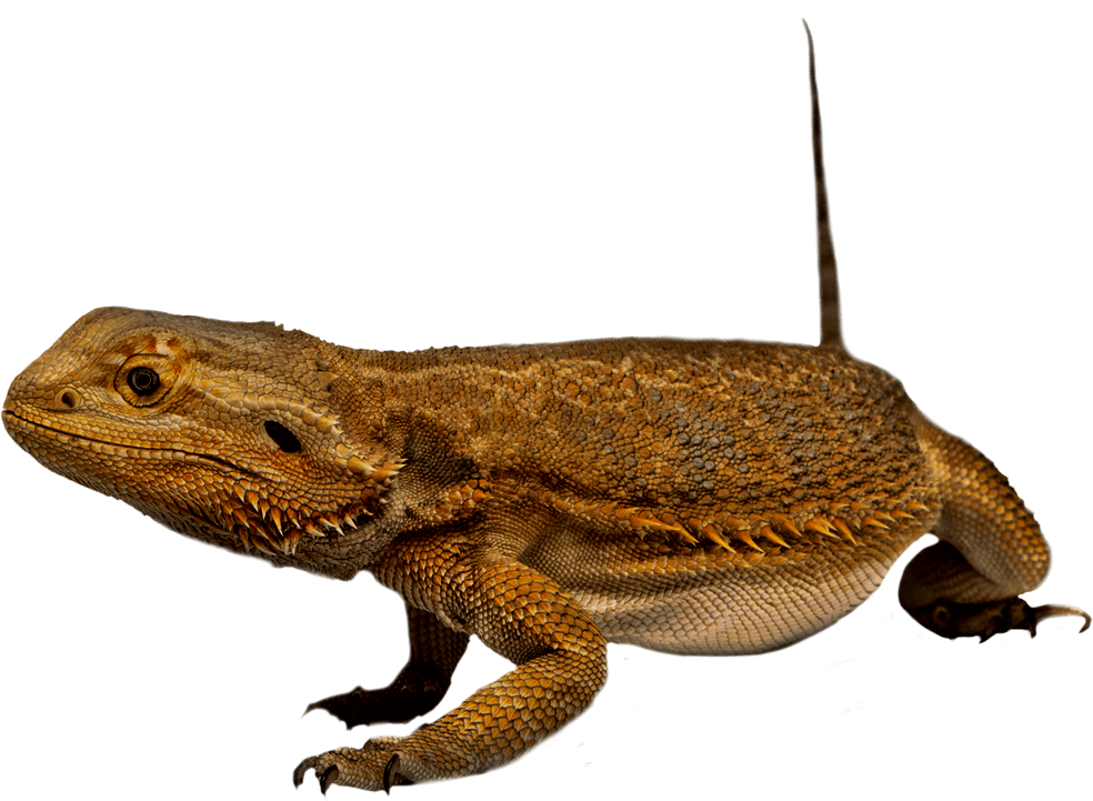 Bearded Dragon Profile PNG Image