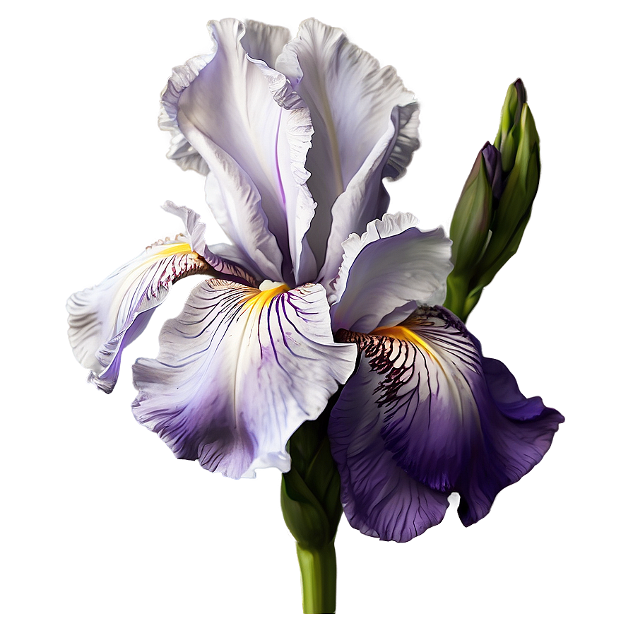 Bearded Iris Beauty Png Bom1 PNG Image