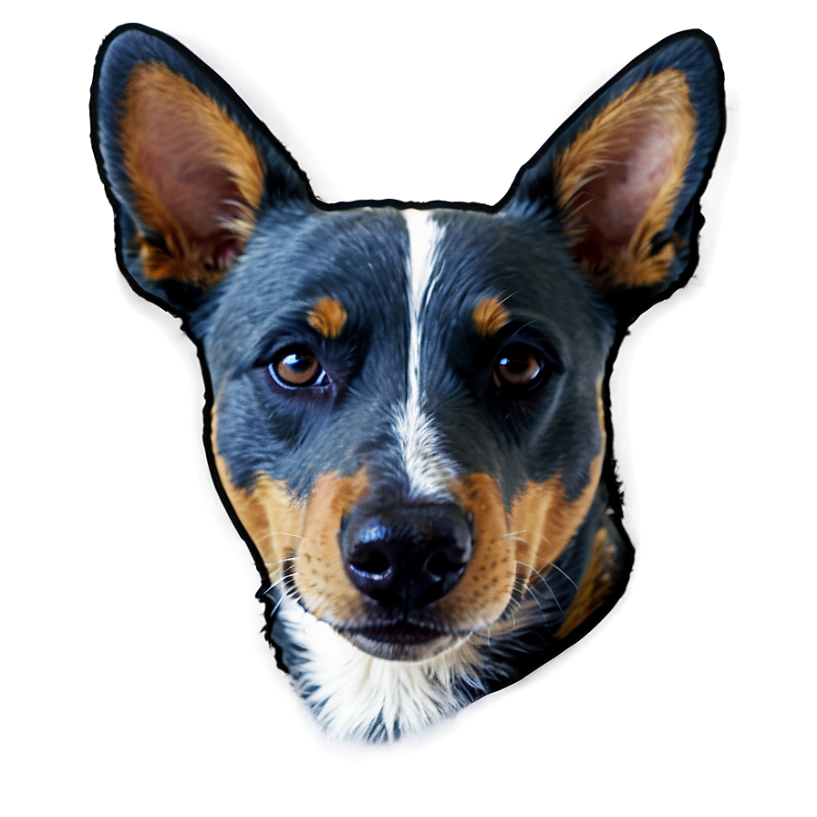 Beautiful Blue Heeler Png 1 PNG Image