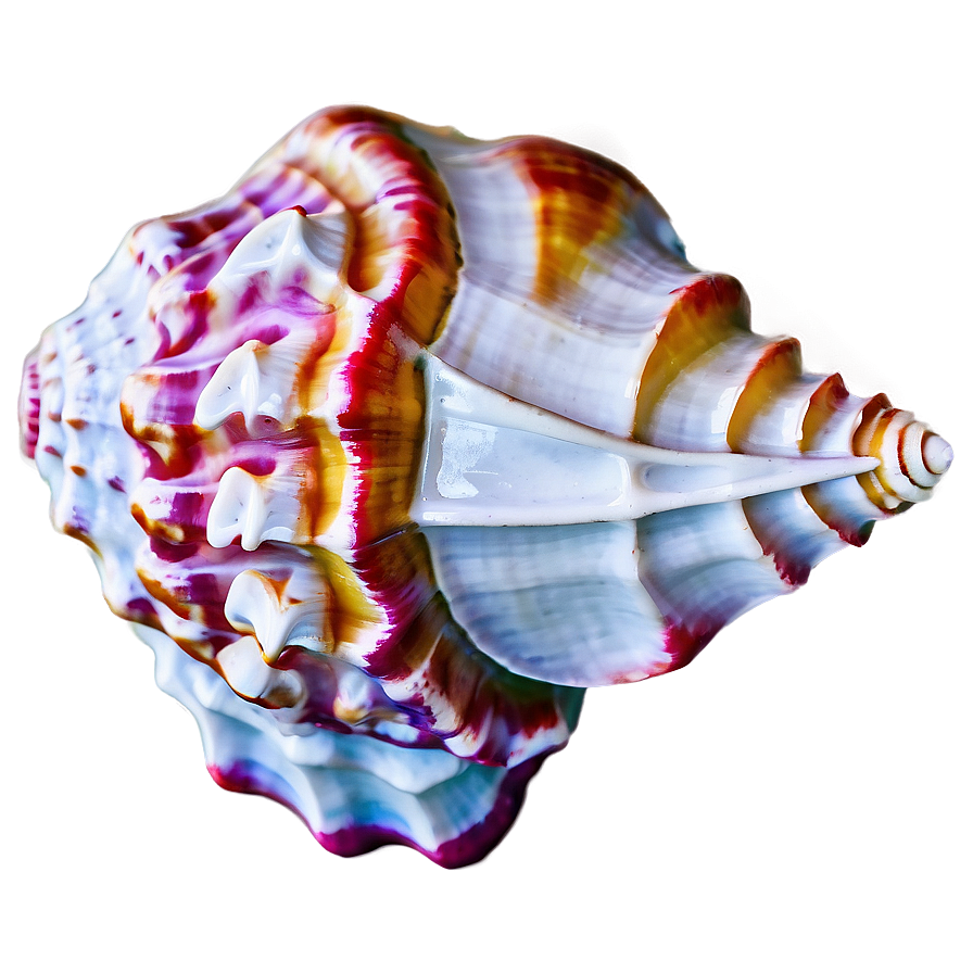 Beautiful Conch Shell Png Diw22 PNG Image