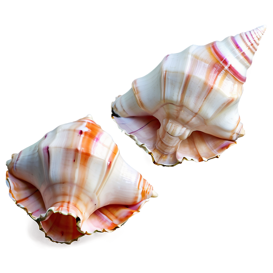 Beautiful Conch Shell Png Hof43 PNG Image