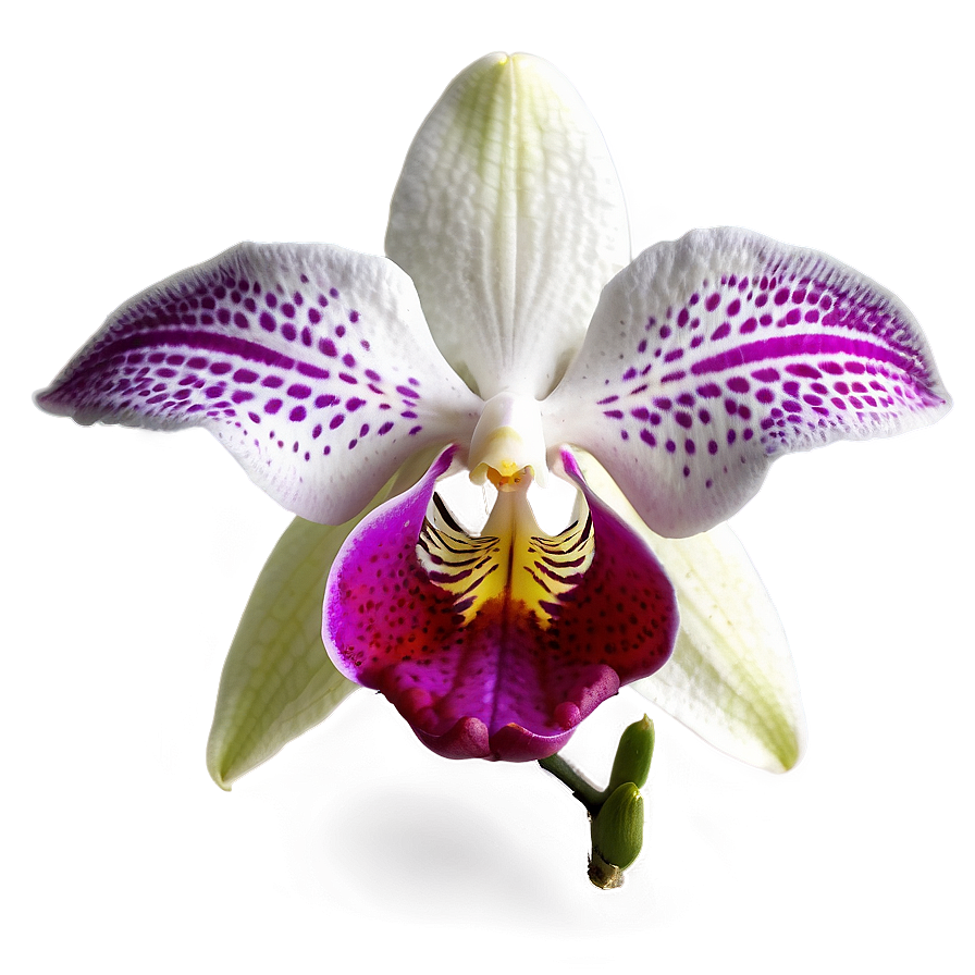 Beautiful Orchid Png 34 PNG Image