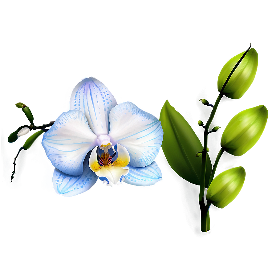 Beautiful Orchid Png Tge PNG Image