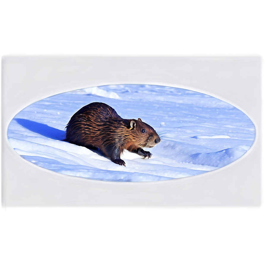 Beaver In Snowy Landscape Png 82 PNG Image