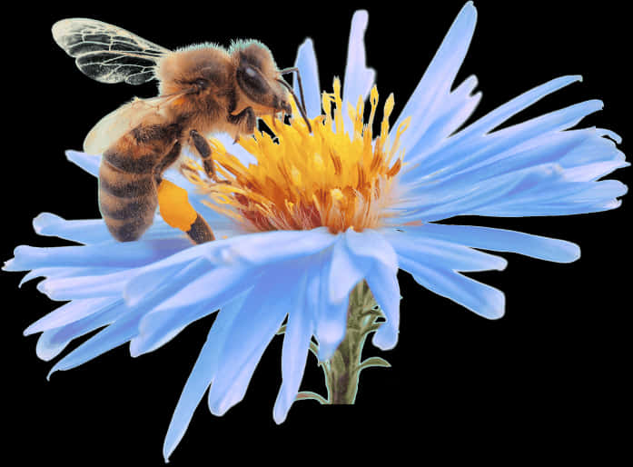 Bee Pollinating Blue Flower PNG Image