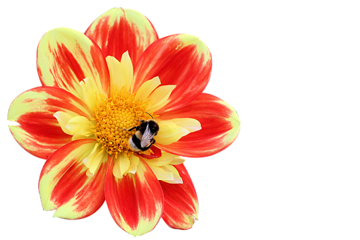 Beeon Red Yellow Flower.jpg PNG Image