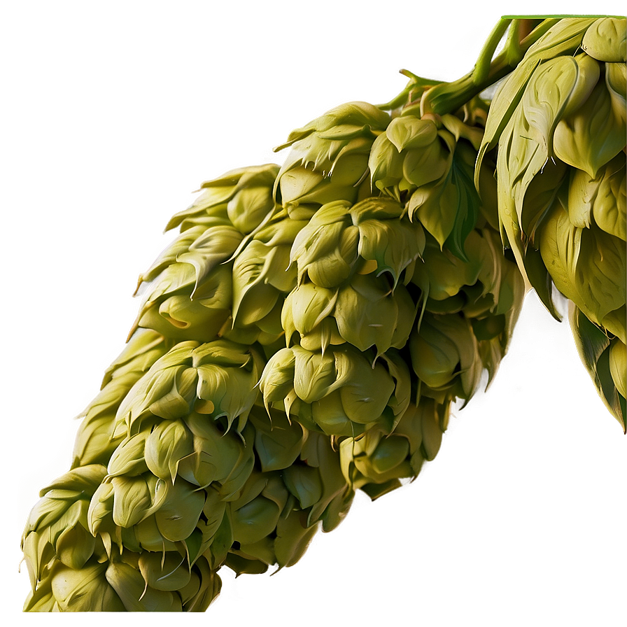 Beer Hops Symbol Png Jto PNG Image