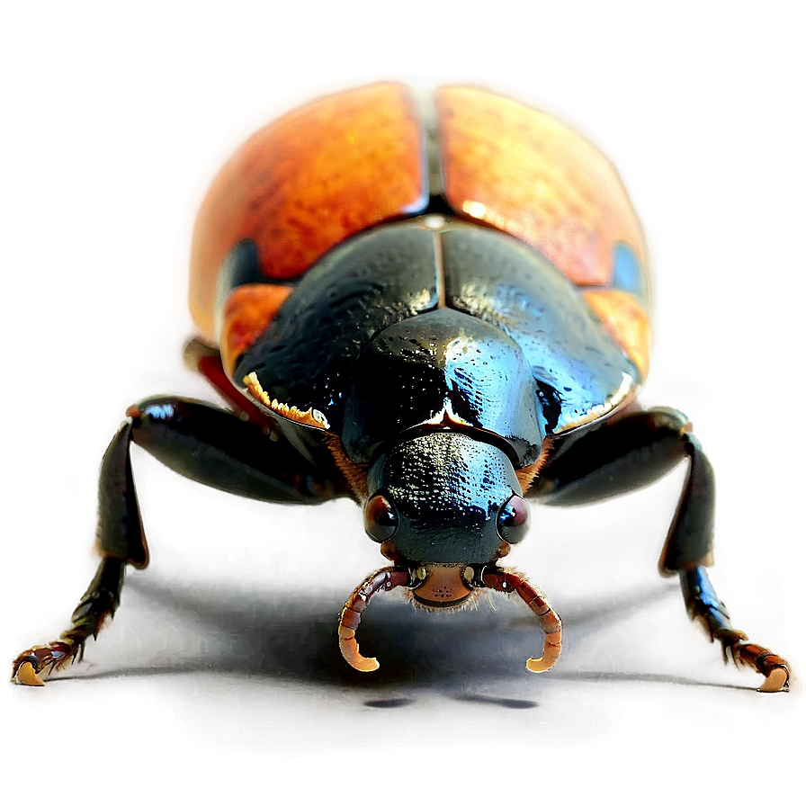 Beetle Crawling Png Xnn PNG Image