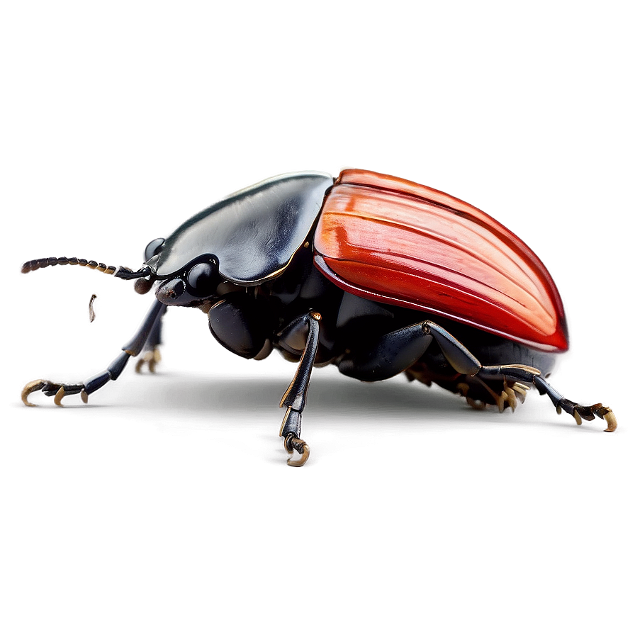 Beetle Environmental Impact Png 71 PNG Image