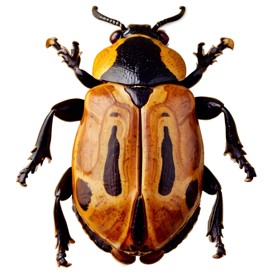 Beetle Fossil Record Png 95 PNG Image