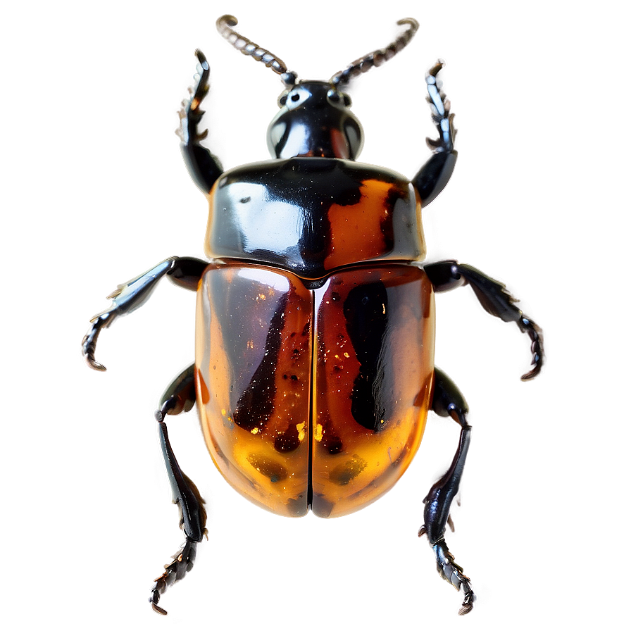 Beetle In Amber Png 51 PNG Image