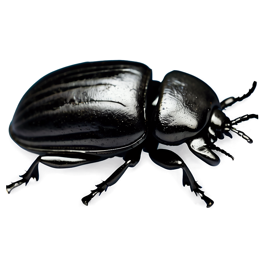 Beetle Silhouette Black Png Arh68 PNG Image