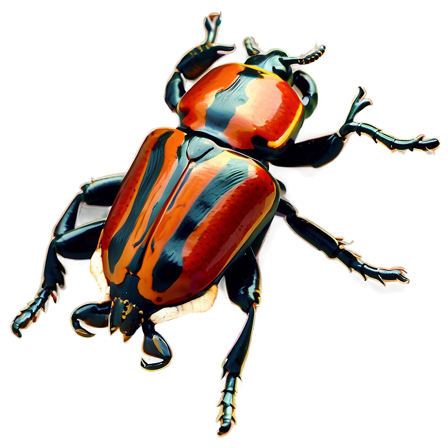 Beetle Specimen Png Cvg PNG Image