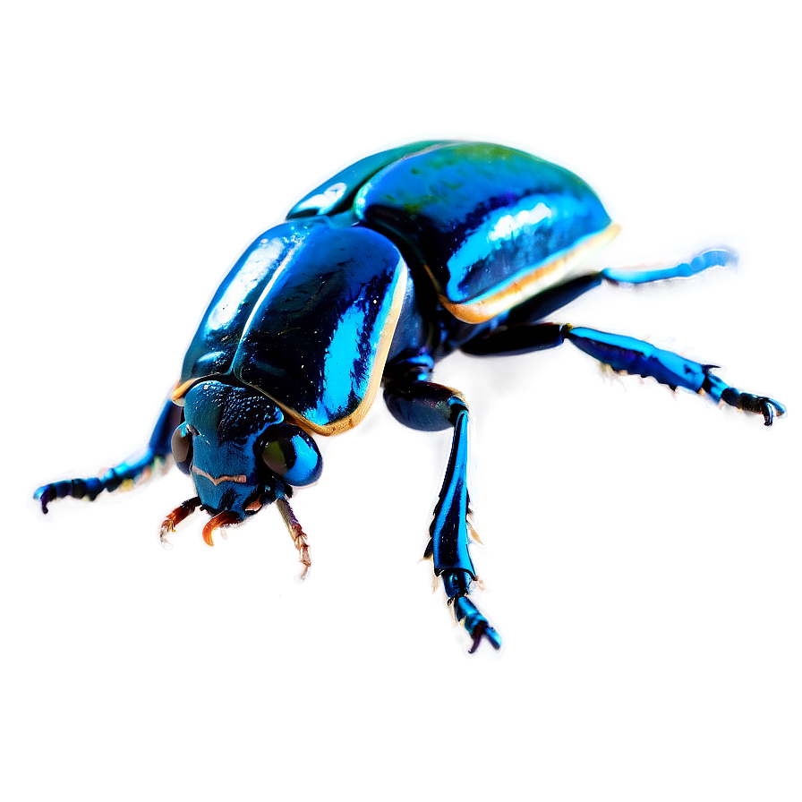 Beetle Specimen Png Ktj PNG Image