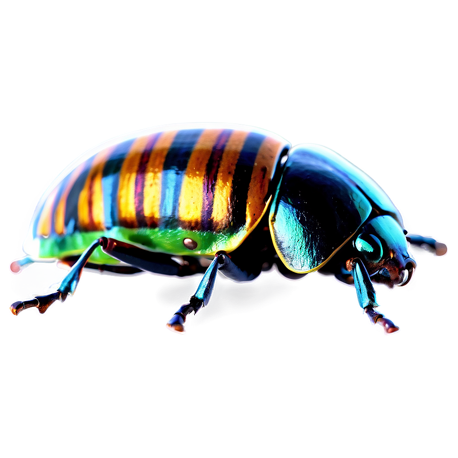 Beetles B PNG Image