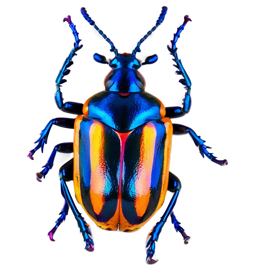 Beetles In Nature Png 34 PNG Image