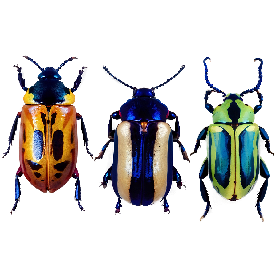 Beetles In Nature Png Ygp PNG Image